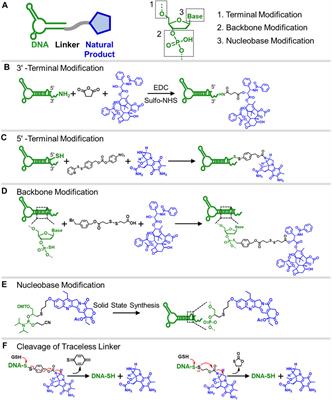 Chemistries and applications of DNA-natural product conjugate